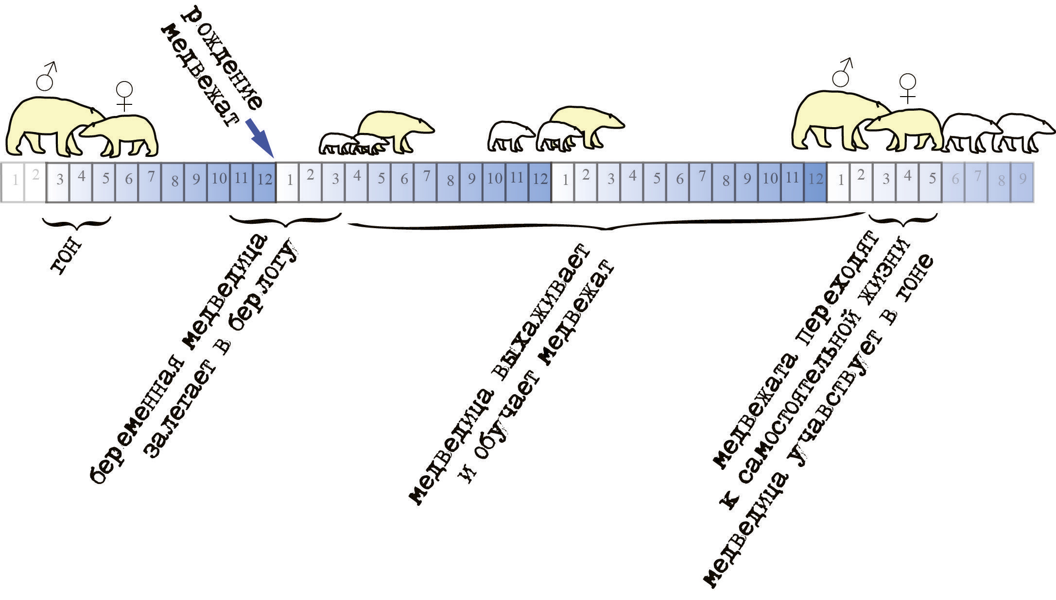 pb_life_cycle